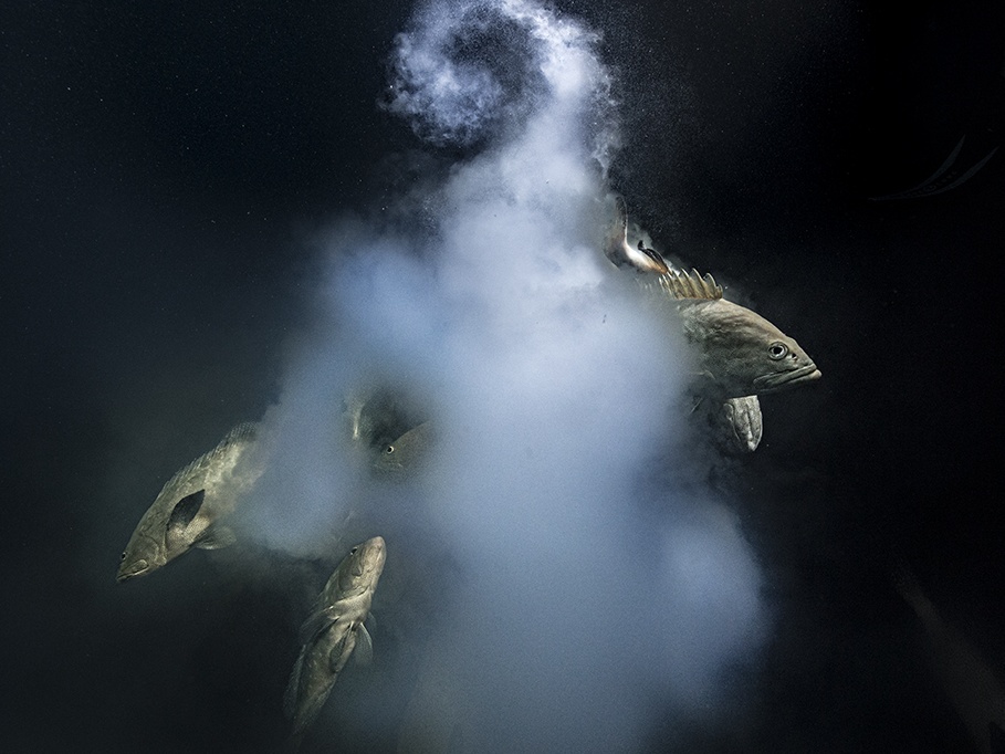 Dagli Impressionisti al Wildlife Photographer of the year, gli appuntamenti della settimana con l’arte