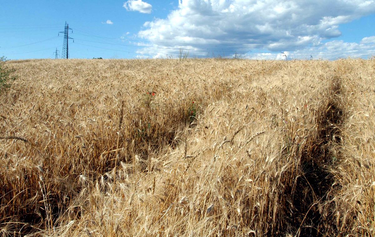 Corsa al grano duro: prezzi in picchiata, campi a rischio
