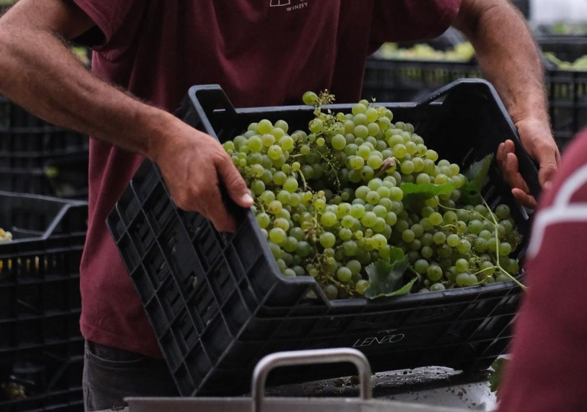 Prezzi del vino, arrivano brutti segnali