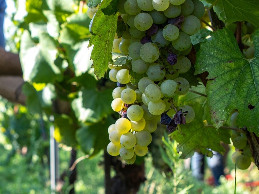 Confagricoltura: Vendemmia a rischio per via delle alluvioni