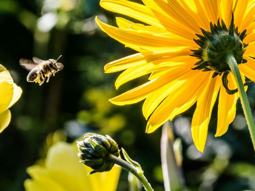 Seipa, le api entrano in fabbrica: raddoppiano le arnie e parte il biomonitoraggio ambientale