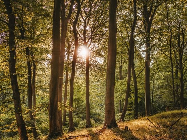 INFC: Superficie forestale aumentata di 11 milioni di ettari in Italia