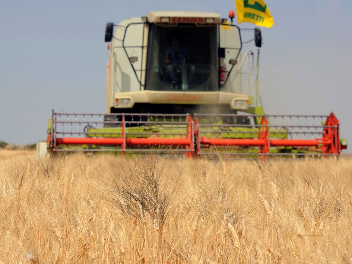 Coldiretti: Allarme scorte di grano per il conflitto in Ucraina