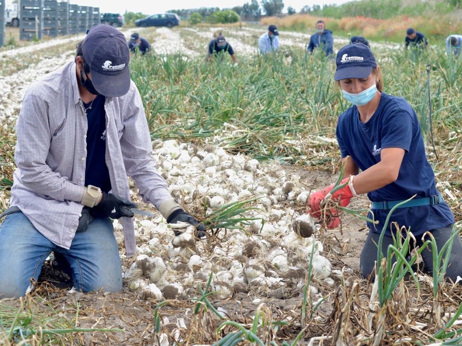 Coldiretti: Lo stop all'obbligo di mascherine porterà a 10 milioni di risparmio nelle campagne