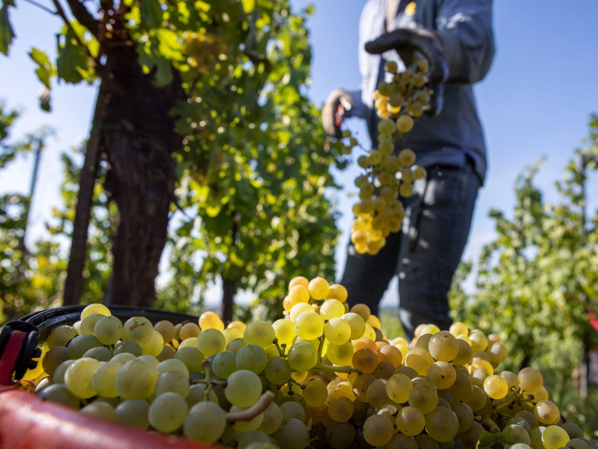 Assoenologi, Ismea e UIV: Limitati i danni per la vendemmia 2021