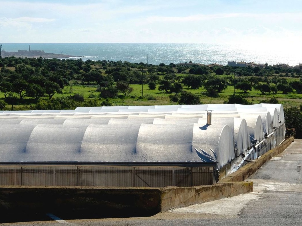 Coldiretti: Vivai in ginocchio per l'invasione russa in Ucraina