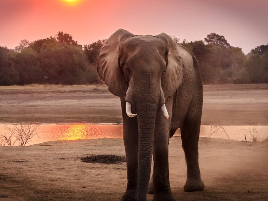 La Namibia abbatterà per la siccità 83 elefanti distribuendone la carne alle persone che soffrono la carestia