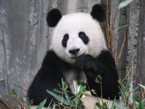 Cina: il panda rimosso dalla lista delle specie a rischio estinzione