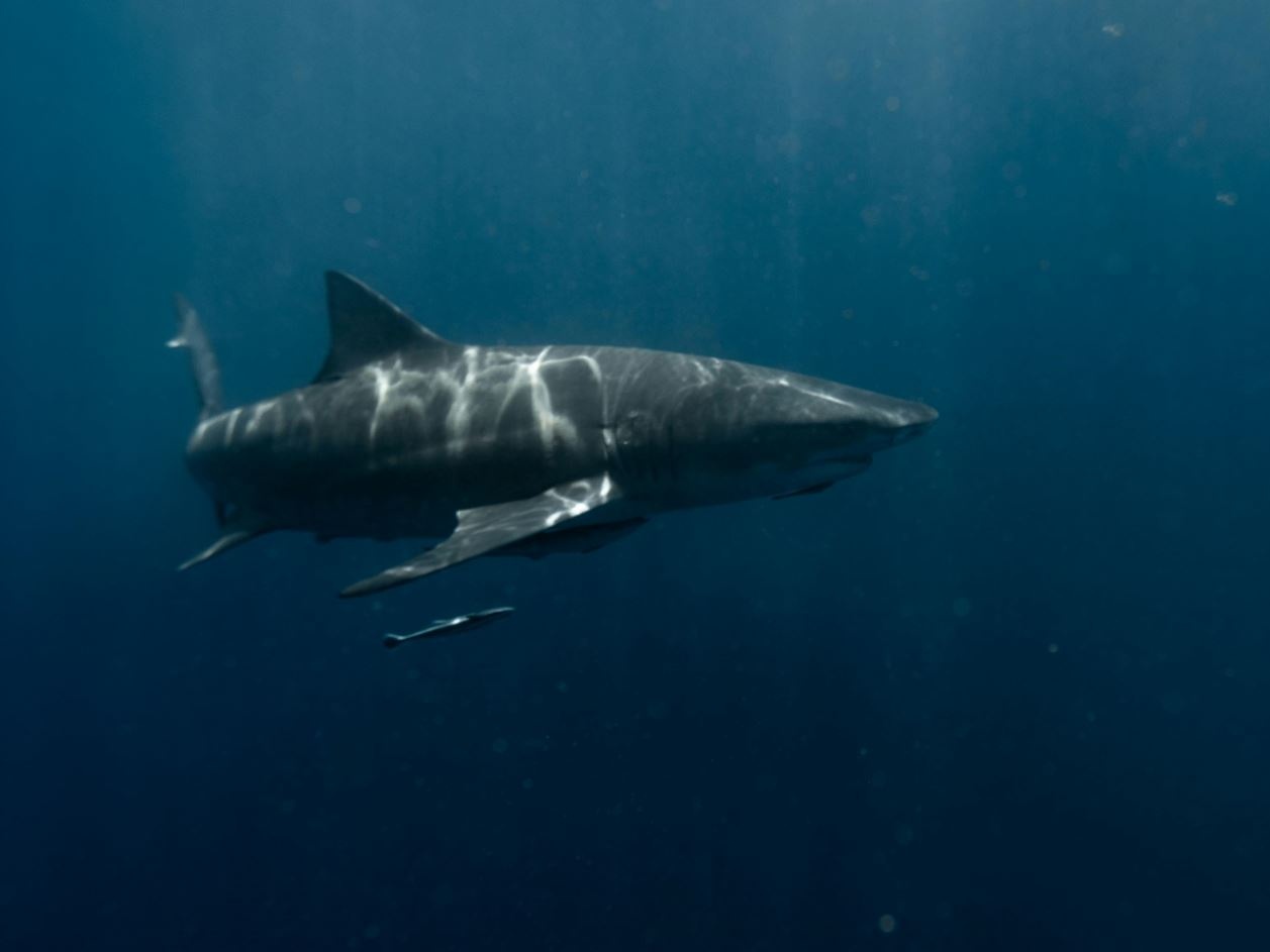 Turista italiano ucciso da uno squalo in Egitto: cresce la preoccupazione per la sicurezza nel Mar Rosso