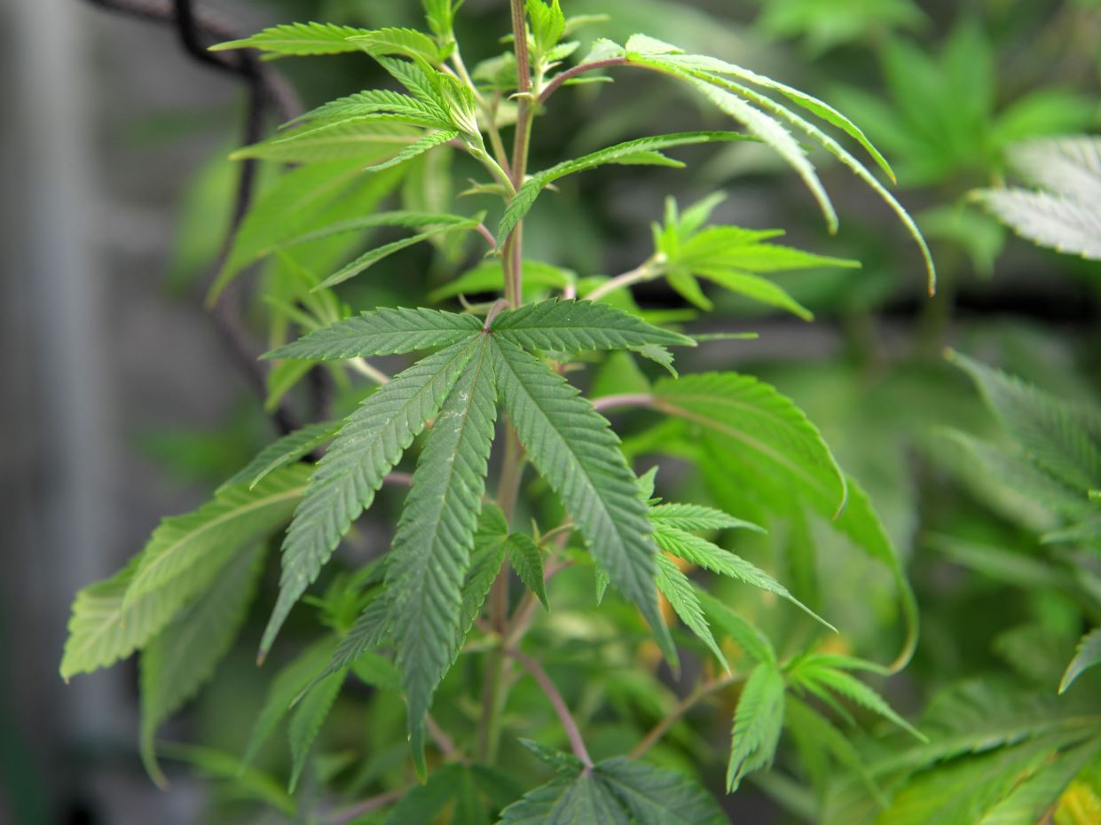 Canapa, la decisione che salva una filiera. E l’Italia resta indietro rispetto all’Europa