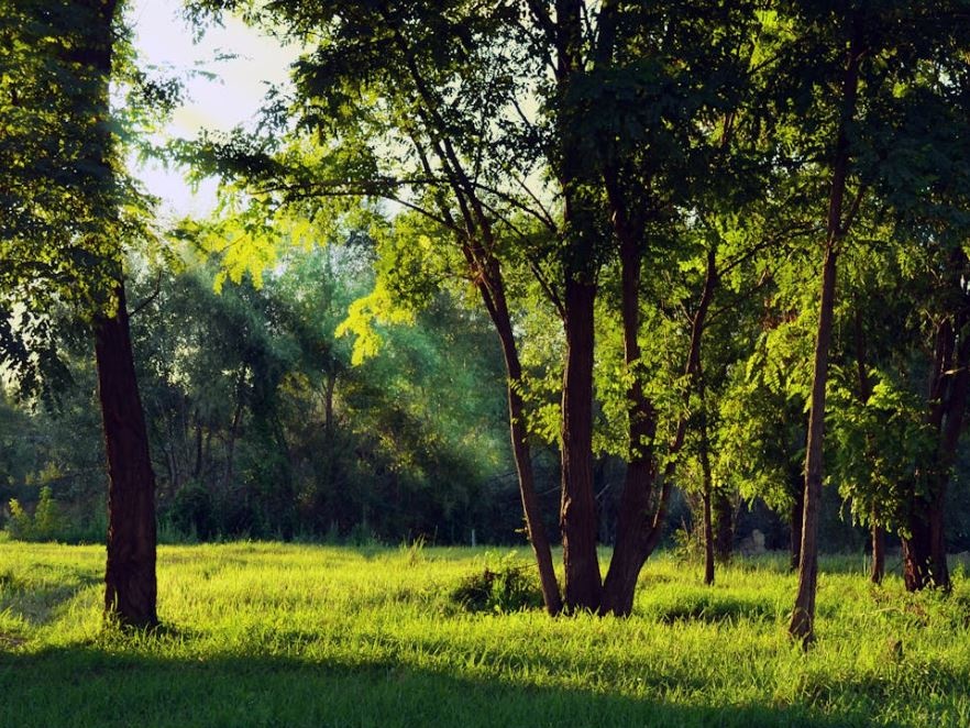 Ue, approvata la Nature Restoration Law. Daniele Caserta (WWF): Vittoria storica