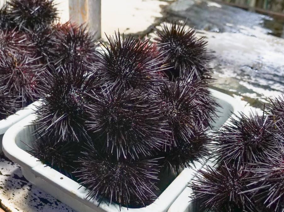In mare e a tavola, FAO: Rafforzare la sostenibilità a lungo termine dei ricci di mare