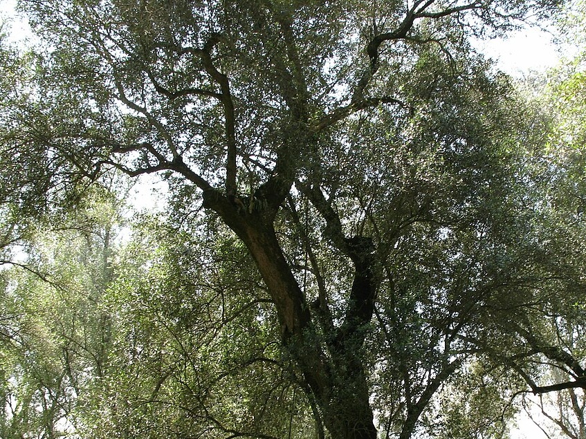 Agricoltura, i “microbi su misura” per salvare gli ulivi: l’Italia sperimenta la via biologica contro la siccità