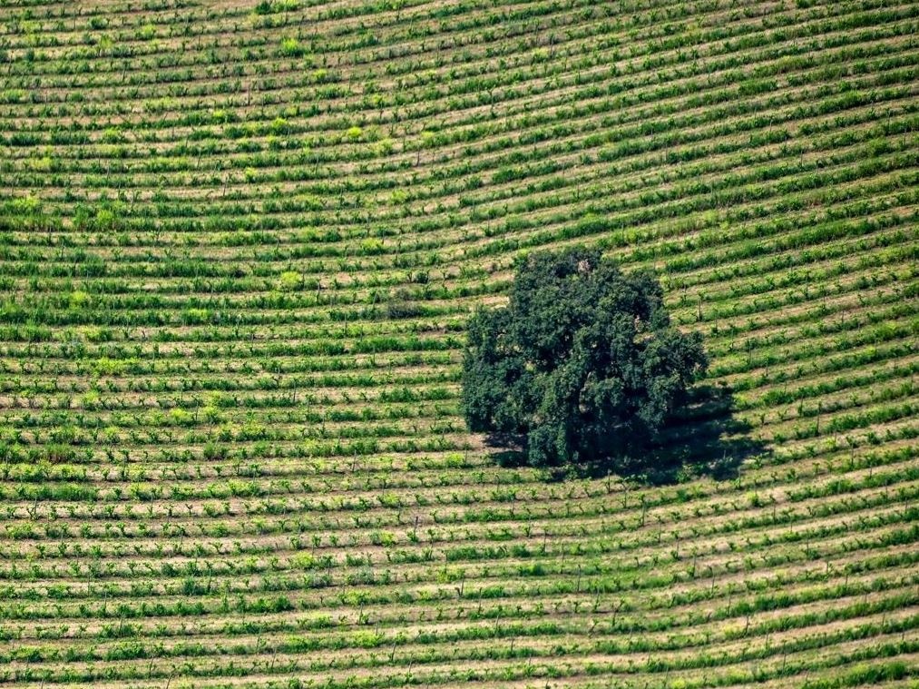 Coldiretti: Il caldo brucia frutta e verdura nei campi