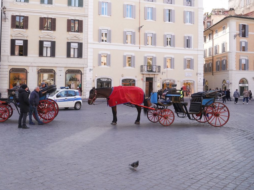 Roma, ennesimo incidente coinvolge una botticella: cavallo ferito e polemiche