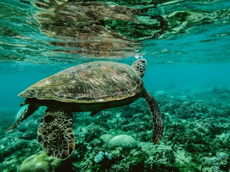 Ambiente: capi di Stato a consulto sullo stato di salute degli oceani