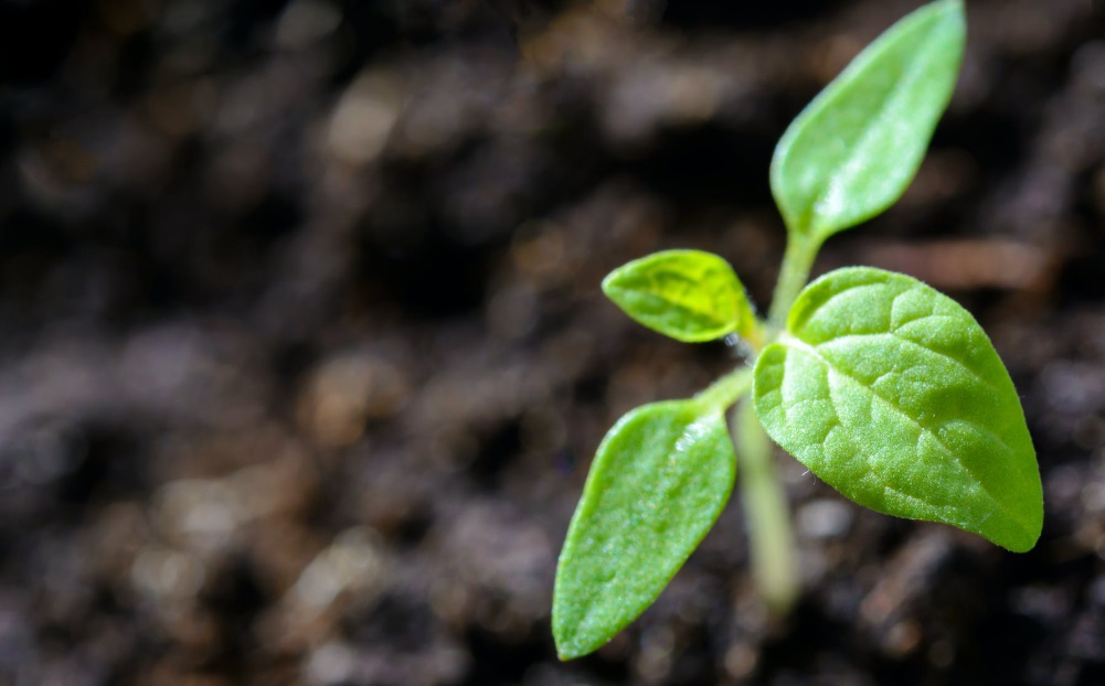 Scienza: secondo una ricerca, le piante possono produrre energia pulita