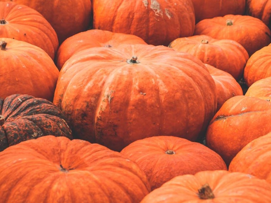Halloween da incubo per le zucche italiane: la produzione crolla del 25% per colpa di alluvioni e siccità