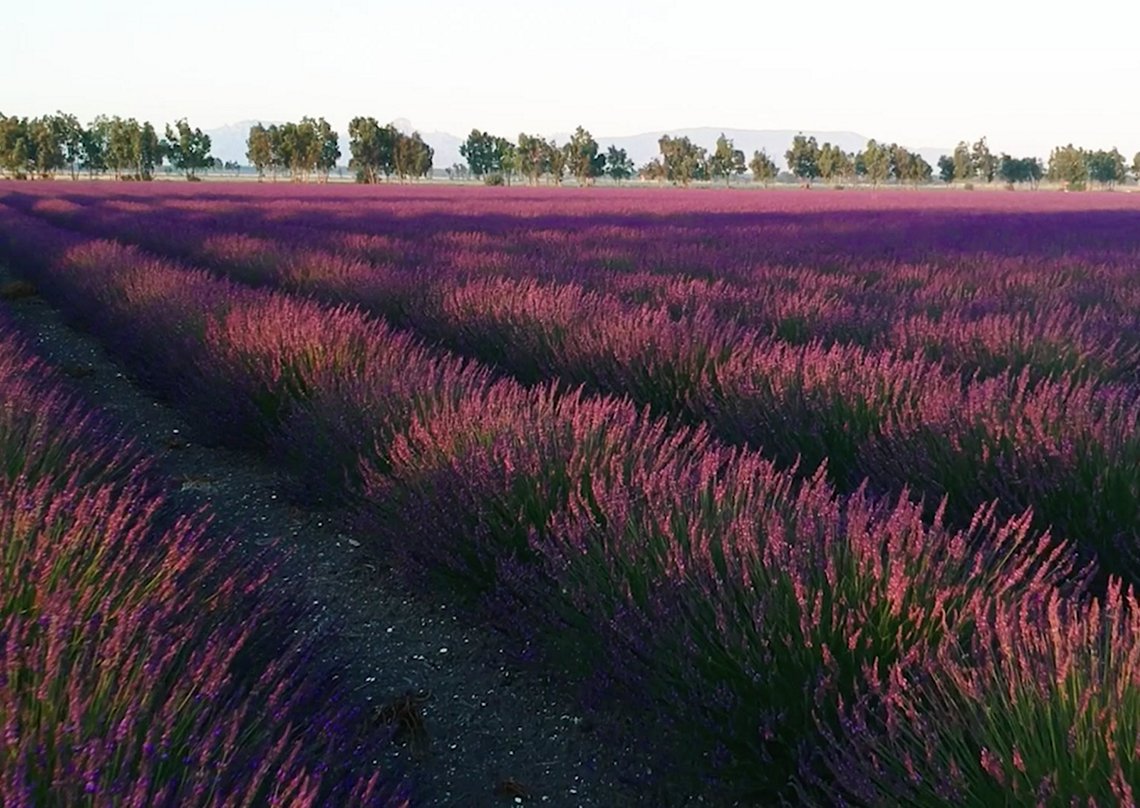 Eni e BF, alleanza per lo sviluppo di progetti di ricerca e produzione agricola per la bioraffinazione