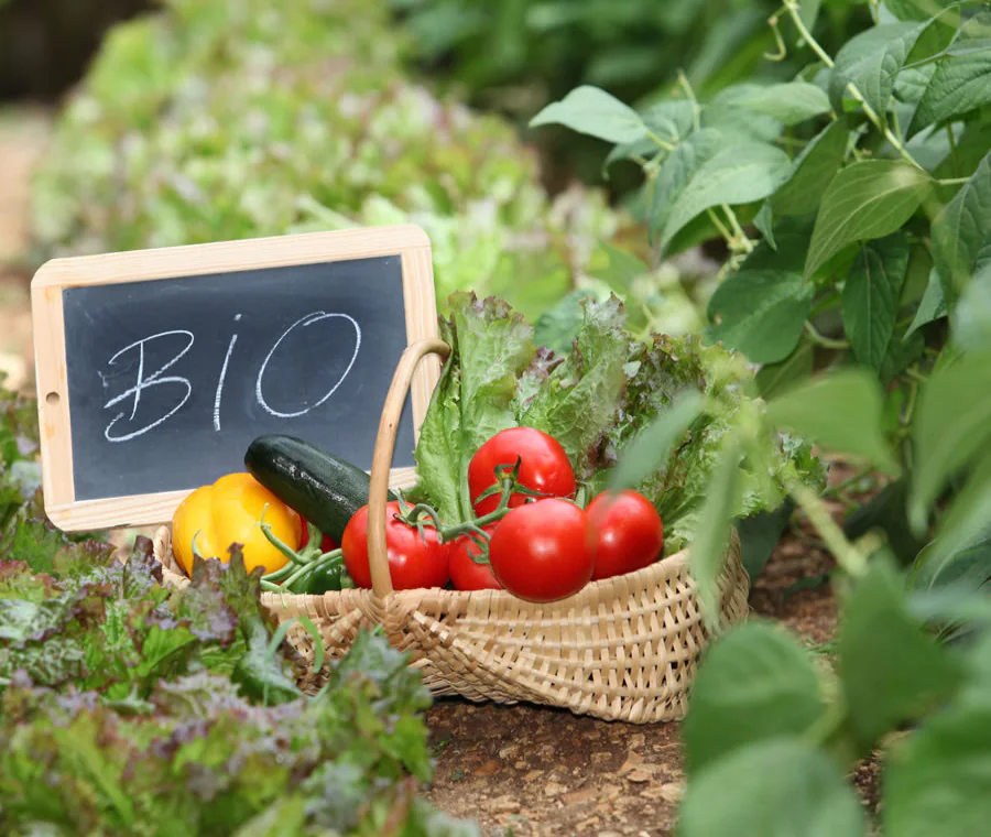 Agricoltura biologica, il 2020 è stato l'anno del boom: in Italia +102 mila ettari coltivati