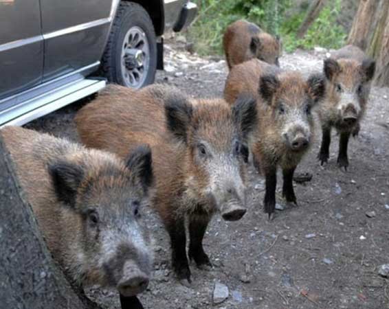 Manovra al ragù di cinghiale