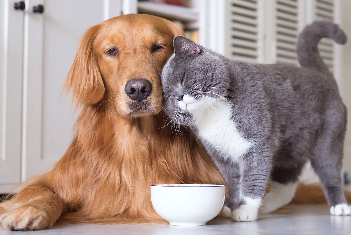 Il brutto inverno dell’Arca di Noè