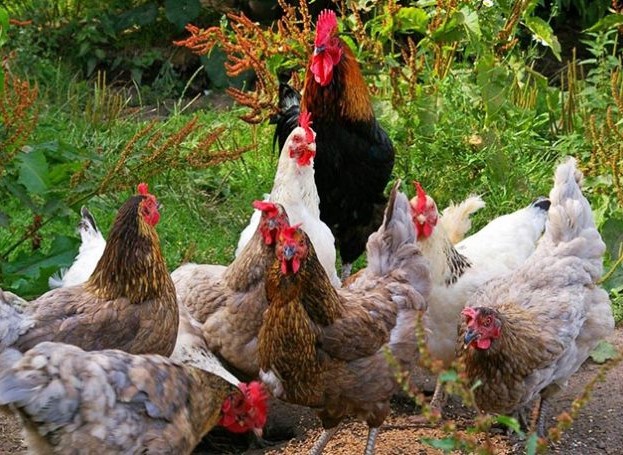 Troppi galli nel pollaio