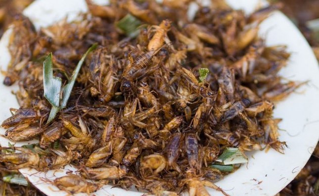 Acheta domesticus tu me provochi. E io me te magno!