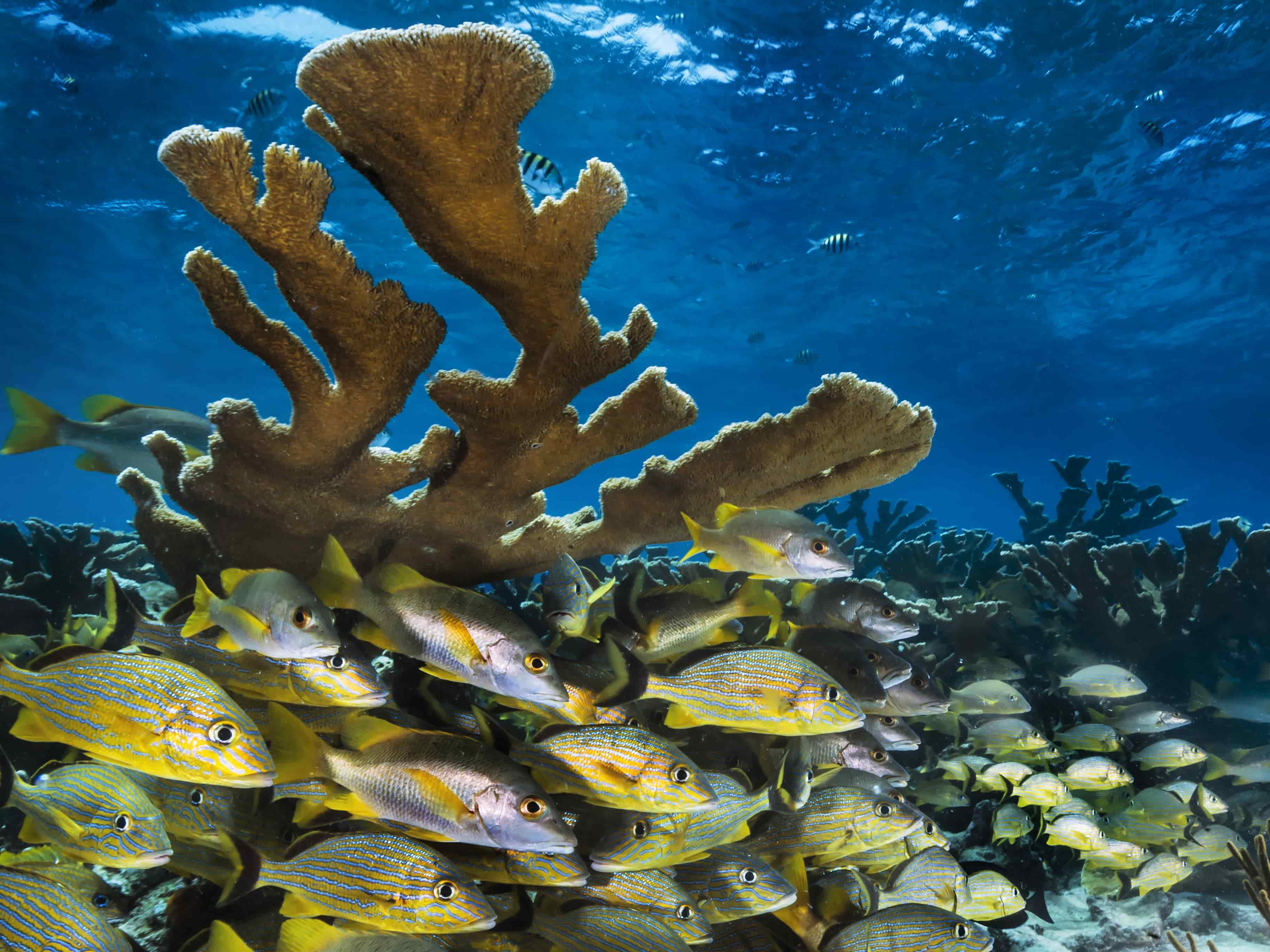 Il weekend dell’arte: dagli Oceani a Parigi sulle tracce dei maestri dello scatto