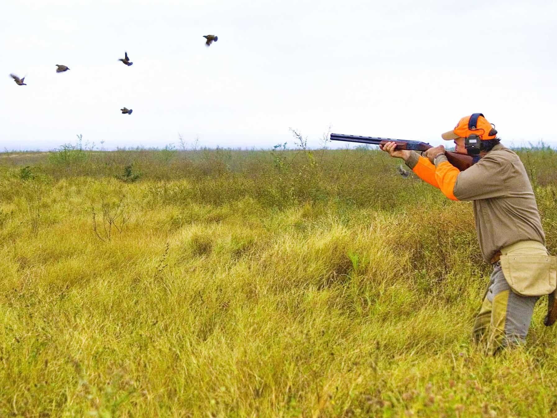 Uccellacci e uccellini nello spiedo della Lega