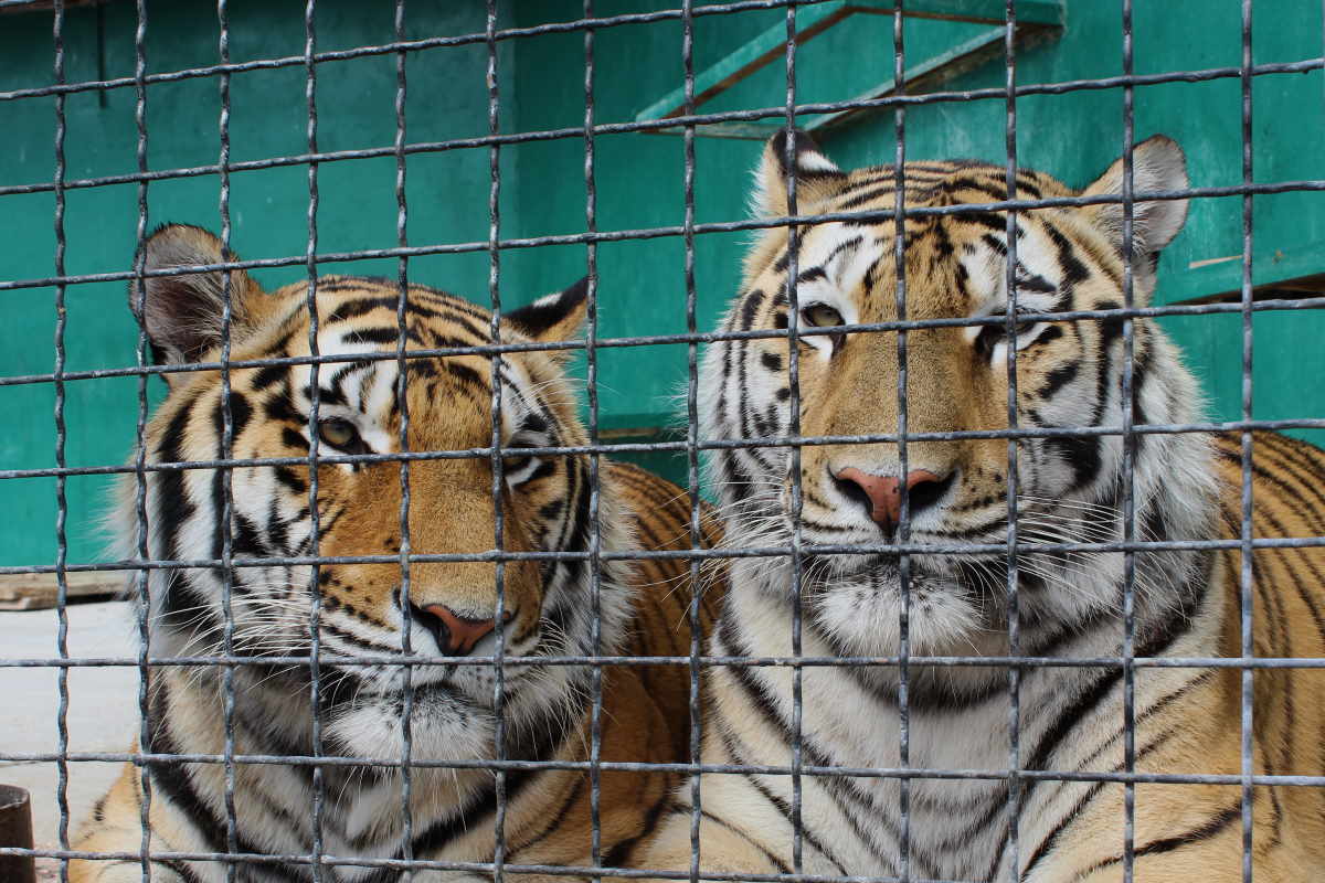 In bocca alla tigre. Evviva la tigre!