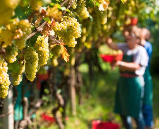 Mercato del vino: fino al 2027 crescerà in valore del 6,7% all’anno